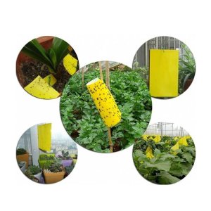 mieng dan bay ruoi vang con trung