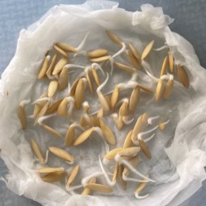 ngam u hat giong dua chuot