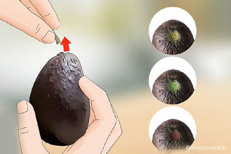 Nhận biết độ chín của Bơ qua cuống