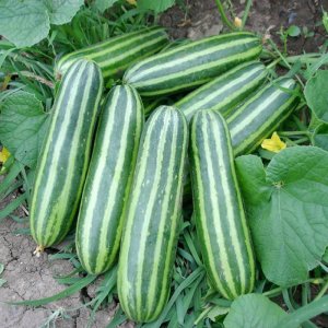 qua dua chuot soc shishi thai lan