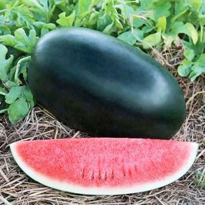 qua dua hau den ruot do qua dai