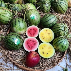 qua dua hau tao ruot do ruot vang