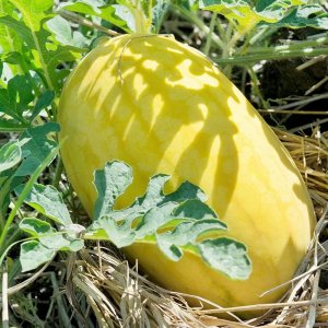 qua dua hau vang ruot do