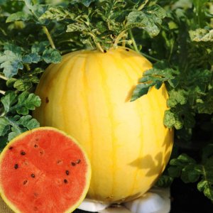 qua dua hau vang ruot do hoang kim