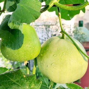 qua dua le tao xanh sieu ngot