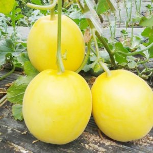 qua dua le vang sieu ngot