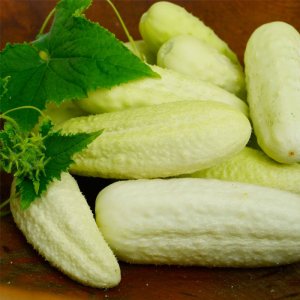 qua dua leo dua chuot trang bach tuyet