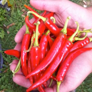 qua ot chi dia sieu cay thai lan hot chilli