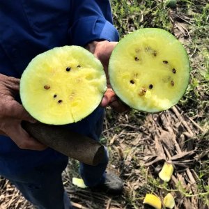 thu hoach dua hau tao ruot vang