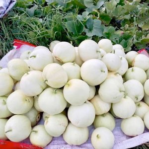 thu hoach dua le trang bach tuyet