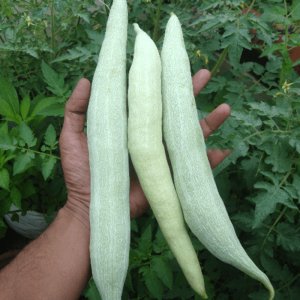 trai kho qua tay trang