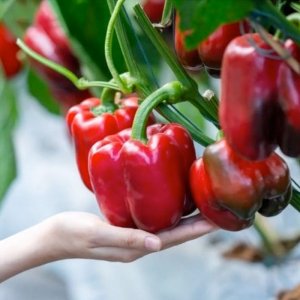 trai ot chuong ngot thai lan