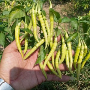 trai ot tam ru sripai