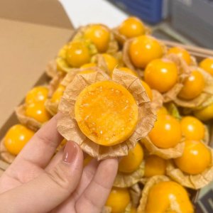 trai thu lu tam bop nam my qua vang