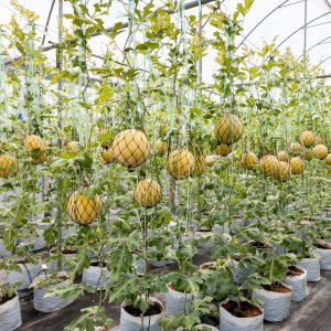 vuon dua hau hoang kim vo vang ruot do leo gian