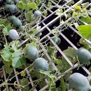 bi dao huong tron thai lan leo gian