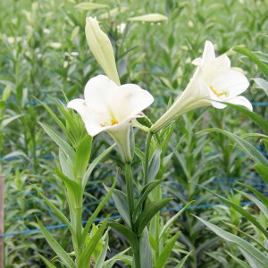 bong hoa loa ken trang