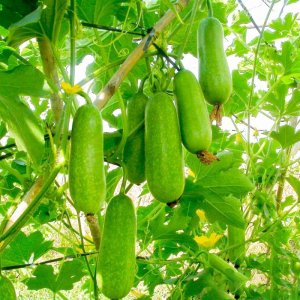 cay bi dao chanh leo gian