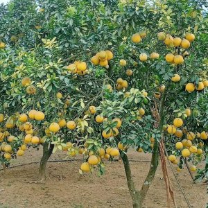 cay buoi dien chuan giong