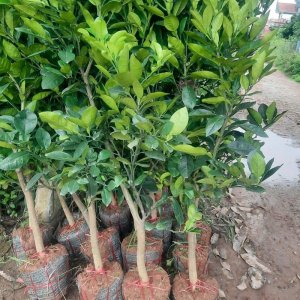 cay giong buoi dien cay nho