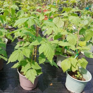 cay giong mam xoi do