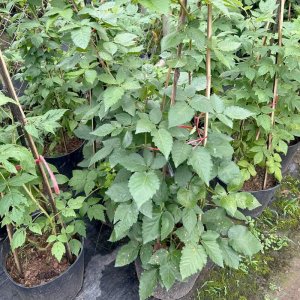 cay giong mam xoi phuc bon tu