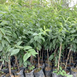 cay giong man hau son la