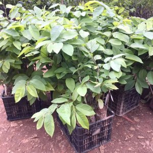 cay giong na sau rieng