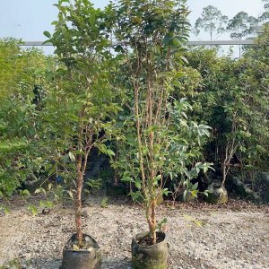 Cây giống Nho thân gỗ 12 vụ cho trái quanh năm