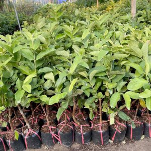 Cây giống Ổi lê Đài Loan chuẩn F1