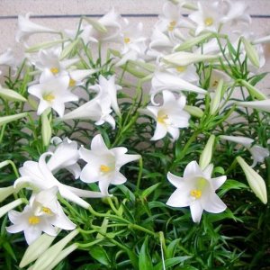 cay hoa loa ken trang