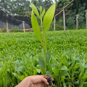 Cây giống Keo lai giống mới chất lượng cao