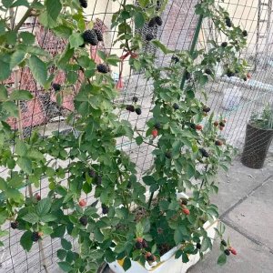 cay mam xoi den phuc bon tu