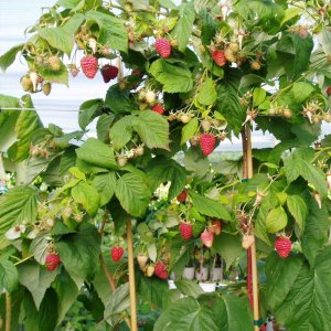 cay mam xoi do sai triu qua