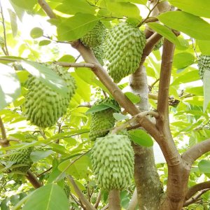 cay na sau rieng san qua