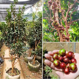 cay nho than go 12 vu