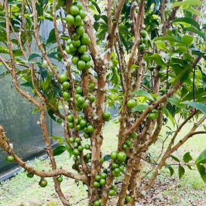 cay nho than go 12 vu san qua