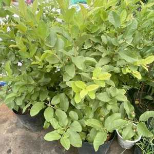 cay oi le dai loan dang trai