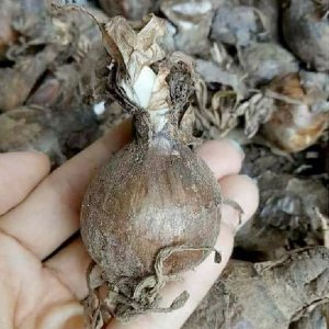 Củ giống hoa Bỉ ngạn (Set 5 củ Mix màu) bao sống, chuẩn giống