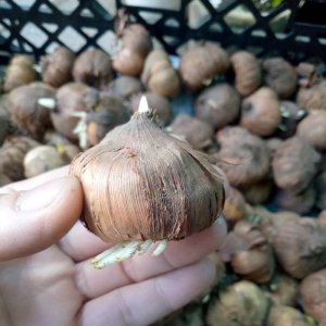 Củ giống hoa Lay ơn (Hoa dơn) nhiều màu