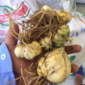 Củ giống hoa Loa kèn (hoa Huệ tây) trắng đơn