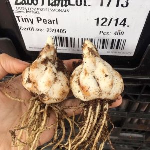 Củ giống hoa Ly (Cánh đơn, kép, mix màu, tùy chọn)