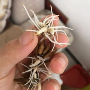 Củ giống hoa Mao lương (Ranunculus) màu ngẫu nhiên