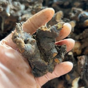 cu giong hoa mau don