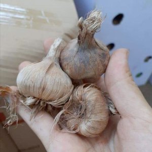 cu giong hoa nghe tay