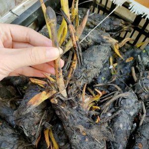 cu giong hoa sung thai mini