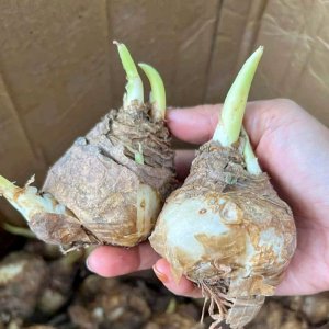 Củ giống hoa Thiên nga mắt ngọc, hoa trắng, dễ trồng