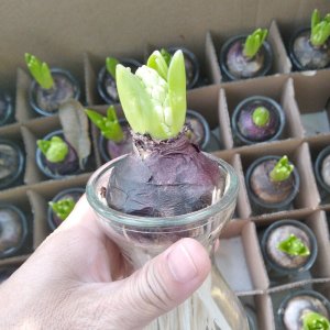 Củ giống hoa Tiên ông (Dạ lan hương) nhiều màu