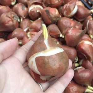 Củ giống hoa Tulip Hà Lan (Set 5 củ - Mix màu / Tùy chọn)