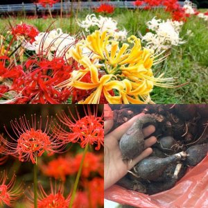 cu hoa bi ngan nhieu mau